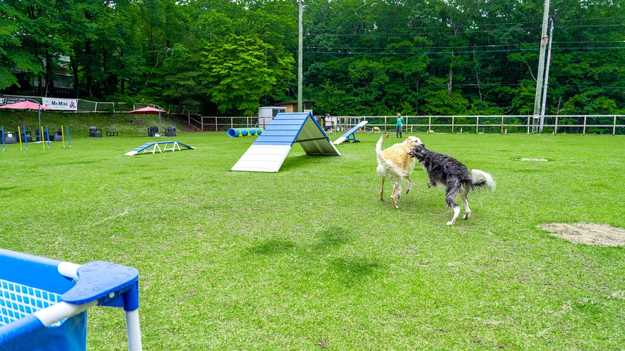 【ドッグラン】超大型犬でもたっぷり走り回れます！