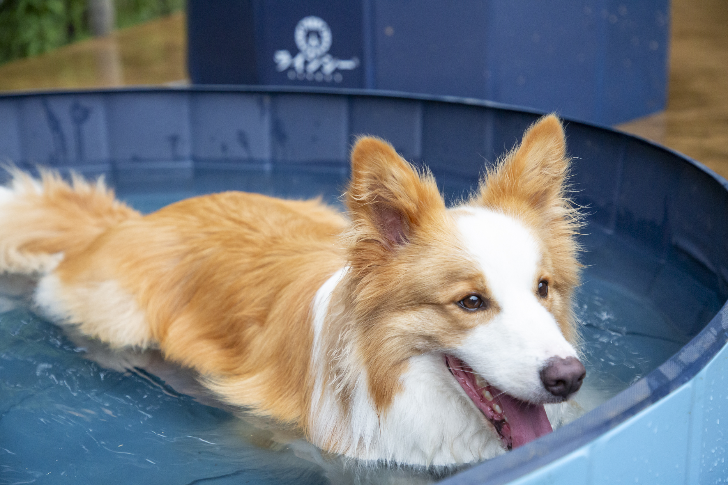 愛犬用プール