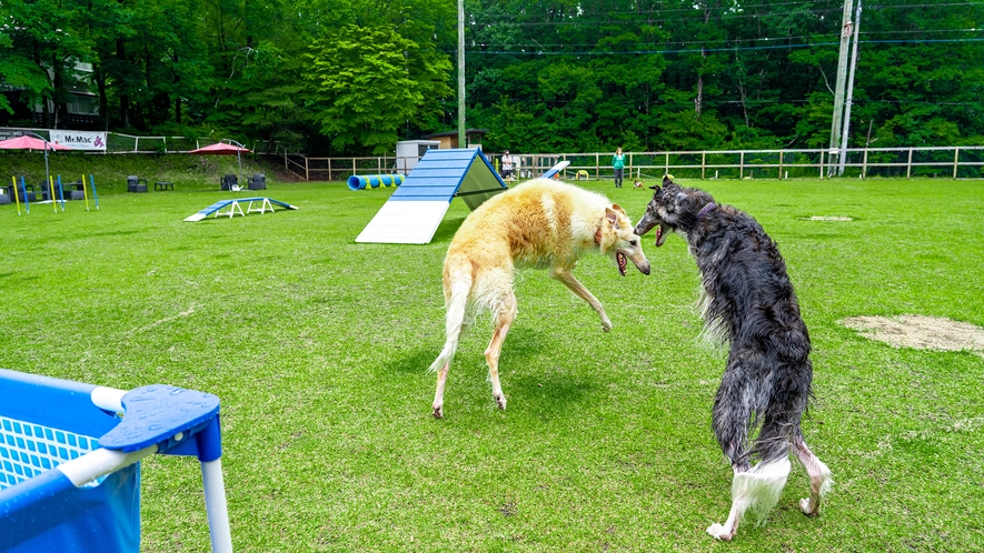 【ドッグラン】超大型犬でもたっぷり走り回れます！