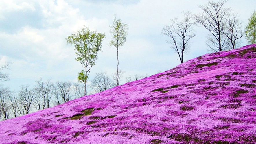 【芝ざくら滝上公園】