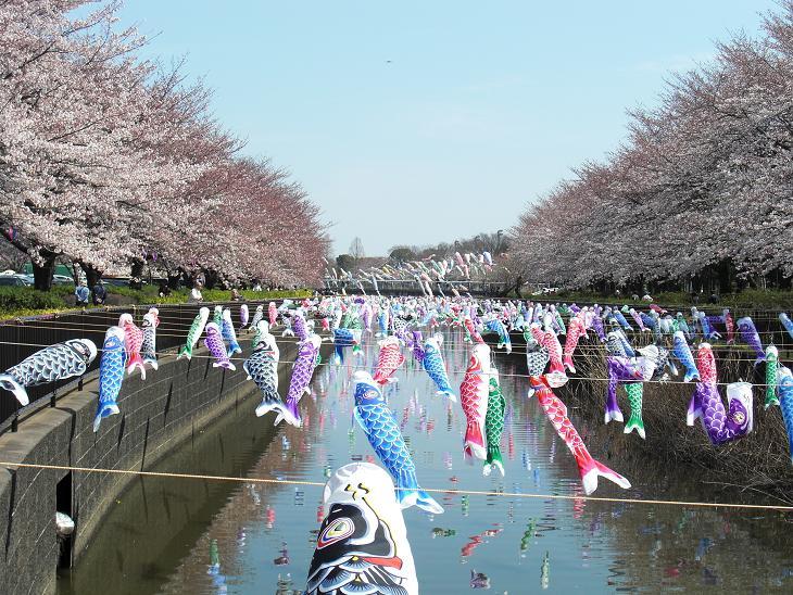 館林グランドホテル 世界一の鯉のぼりと桜 つつじ 楽天トラベル