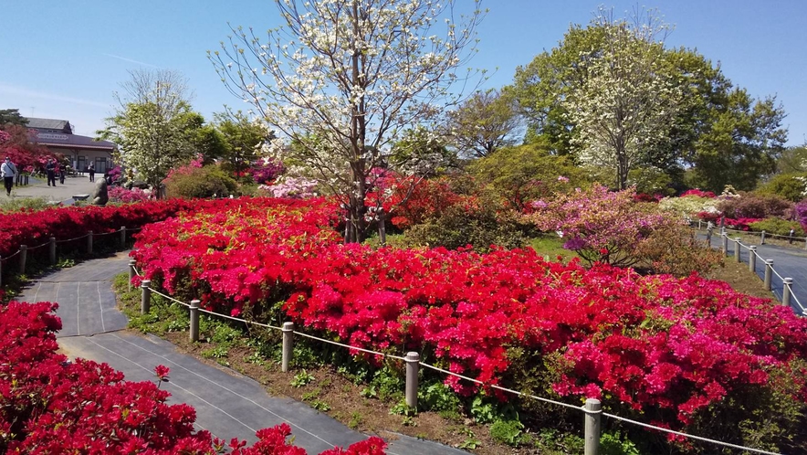【つつじが岡公園】4月下旬～5月上旬にかけて色鮮やかに咲き誇ります★