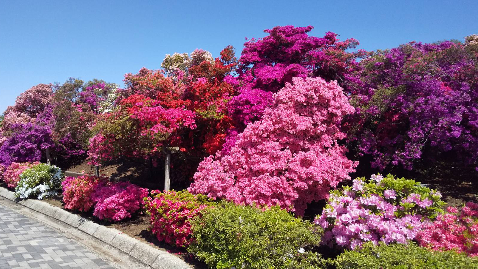 【つつじが岡公園】4月下旬～5月上旬にかけて色鮮やかに咲き誇ります★