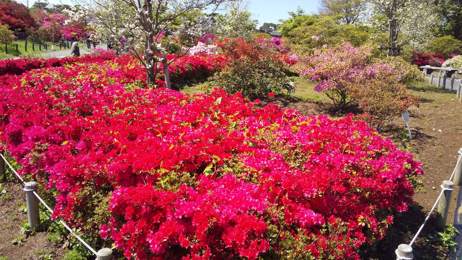 【つつじが岡公園】4月下旬～5月上旬にかけて色鮮やかに咲き誇ります★