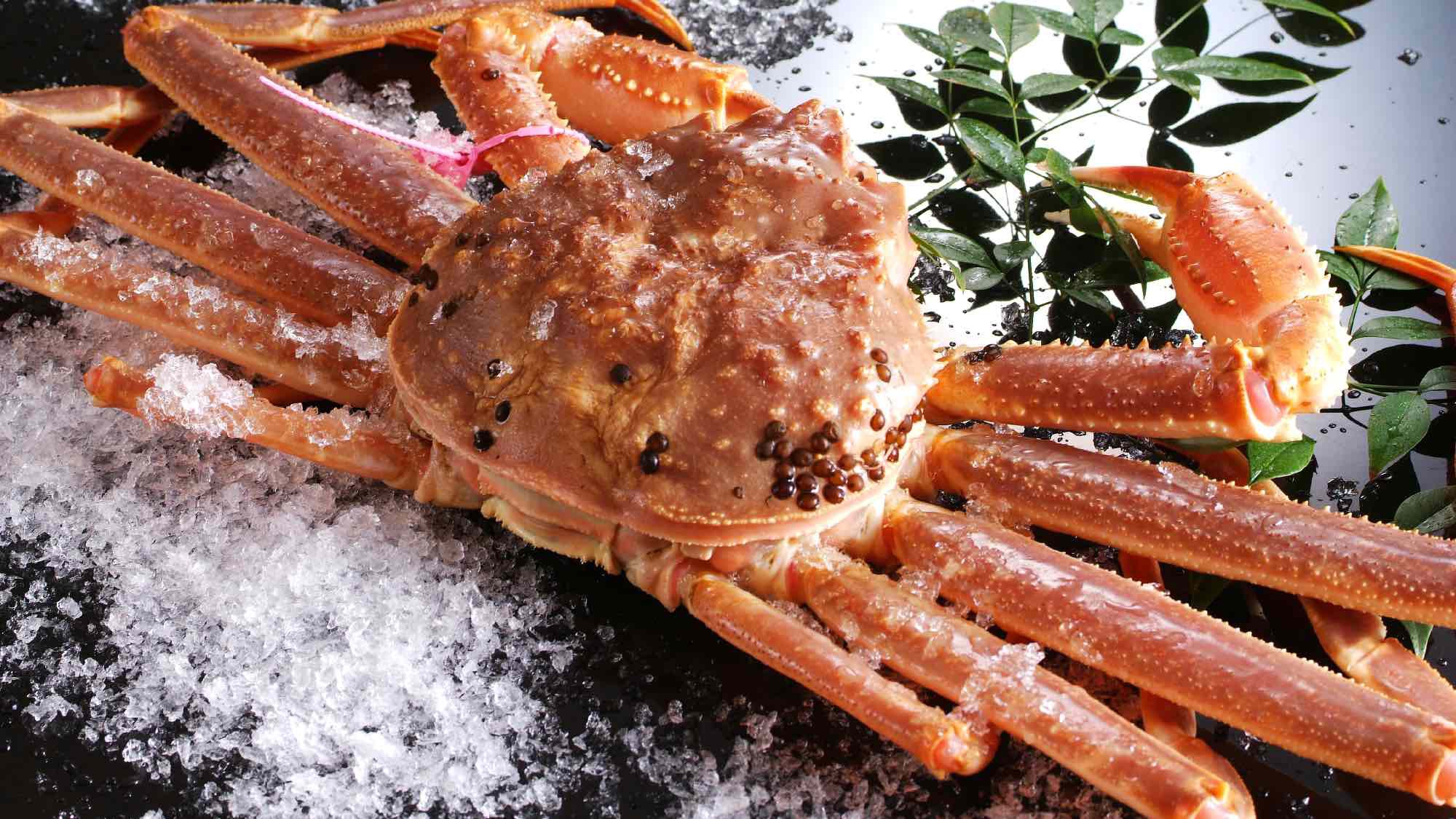 【名物カニ宝楽蒸し焼き】松葉がに1.3杯コース｜部屋食・個室食（11月6日〜）