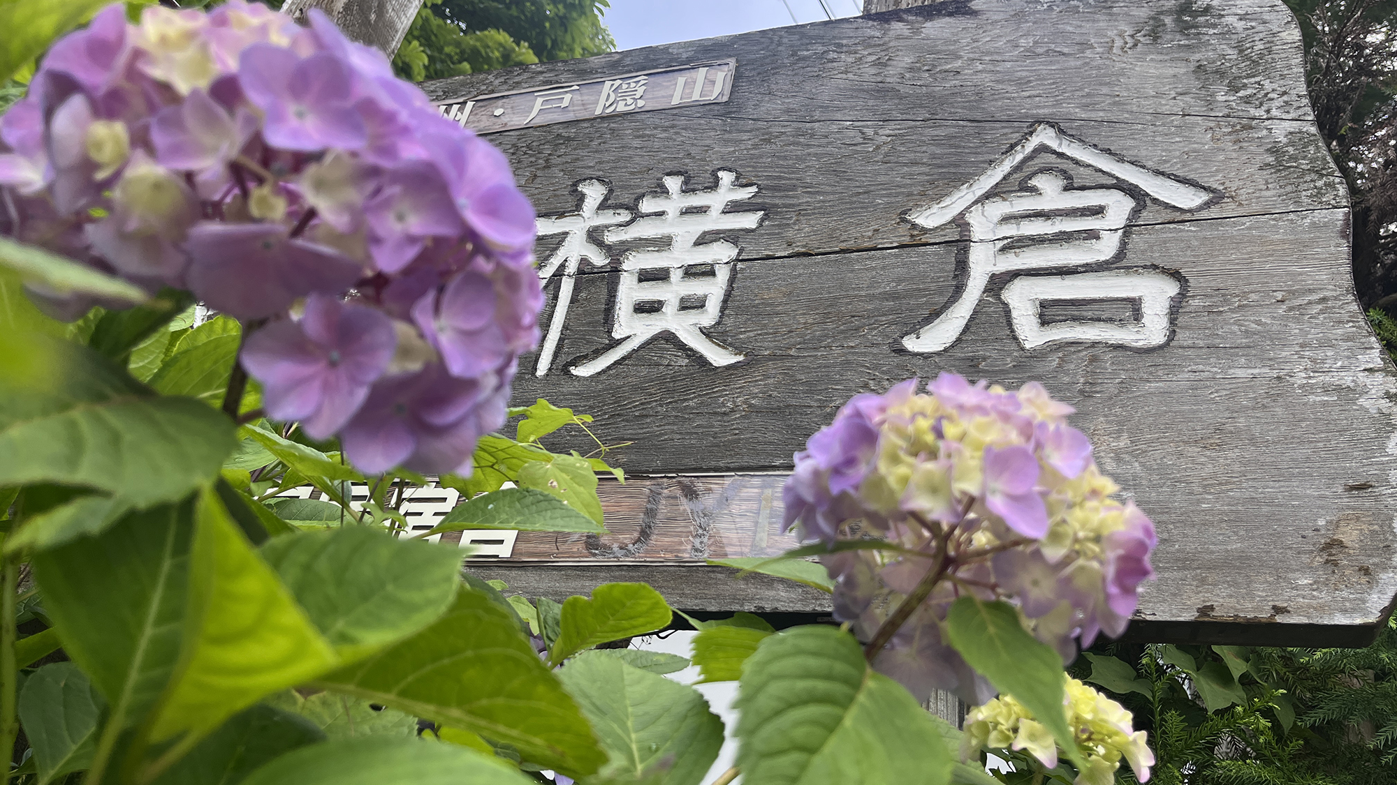 【あじさいの季節】