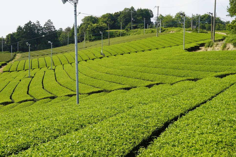 【1日10食限定】秘める茶どころ・奈良の大和茶を味わい尽くす大和茶御膳（夕・朝食付）