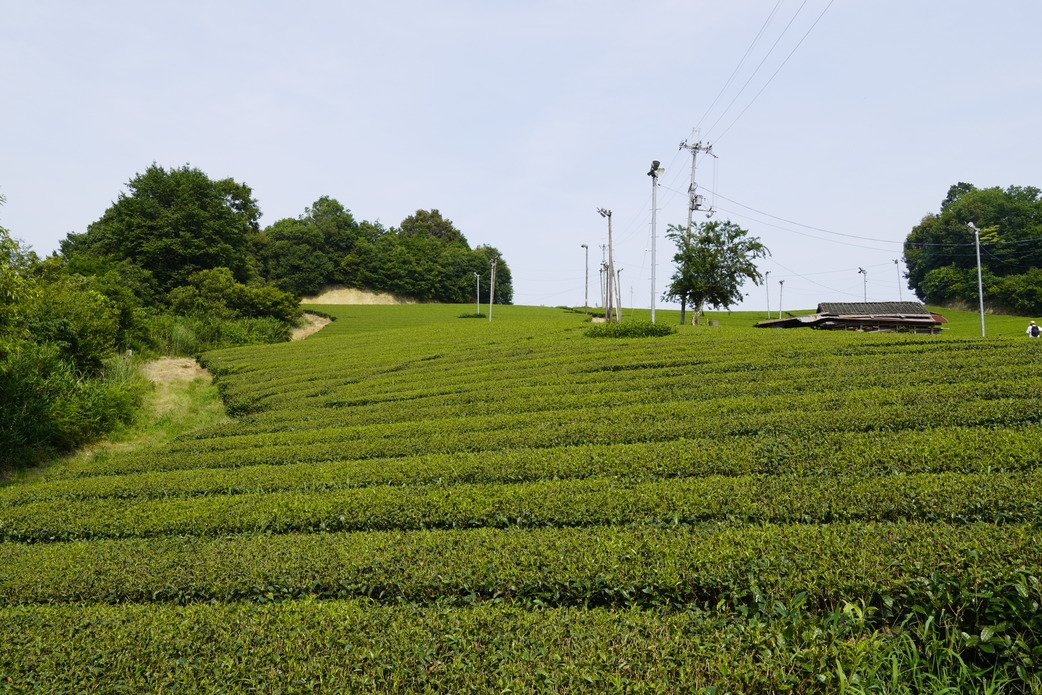 【ガイドと歩く奈良散歩〜産地を旅する〜】夏の月ヶ瀬で味わう茶畑さんぽと利き茶体験（昼・朝食付）