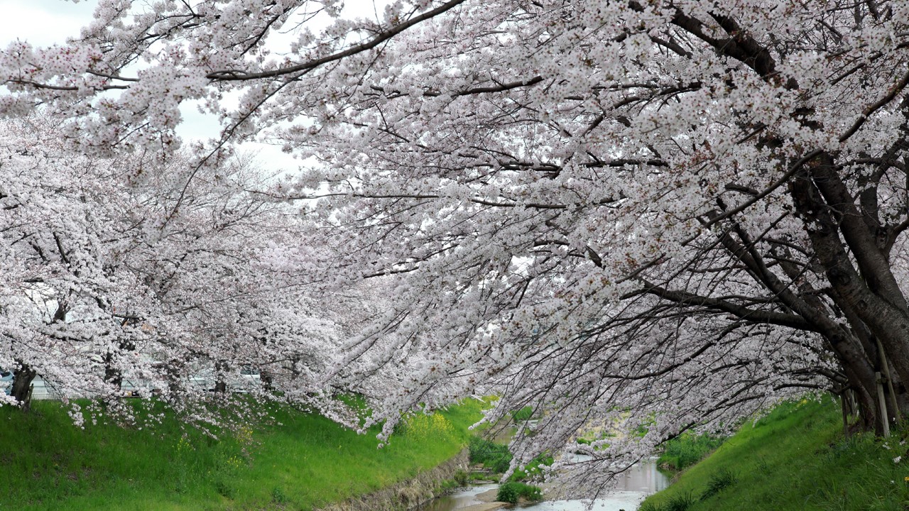 佐保川の桜（ホテルから徒歩10分）