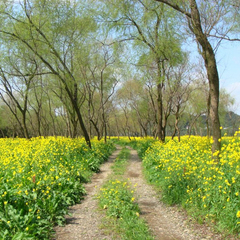 河川敷の菜の花