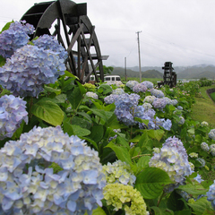 お車で約5分程の水車の里　紫陽花が綺麗です。