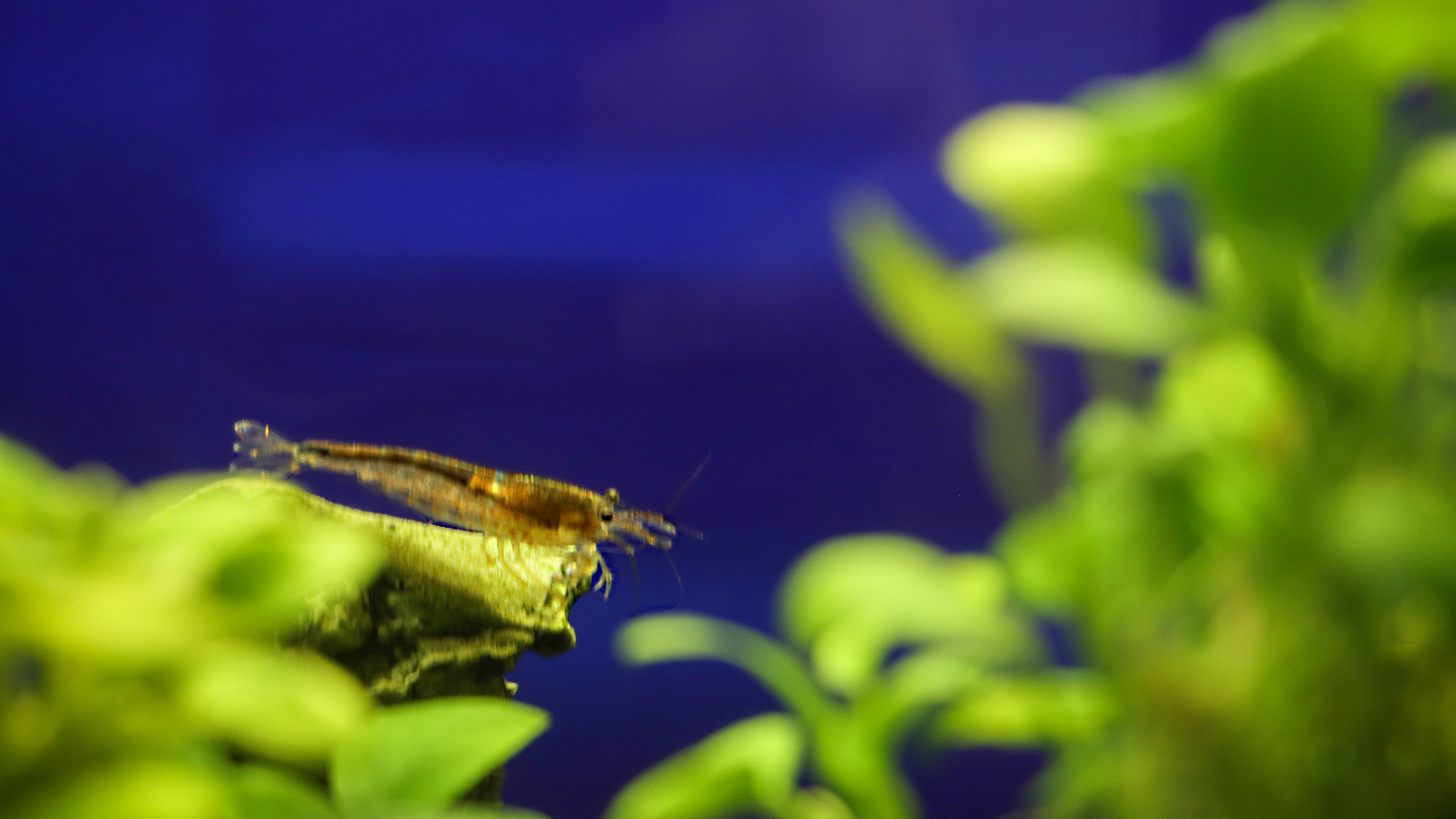 #フロント　水槽を覗くと可愛らしい仲間が皆さまをおもてなし。