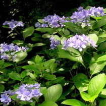 城ヶ崎あじさい祭り５月末〜７月頭