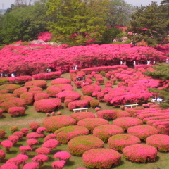 小室山公園つつじ祭り（４月末よりＧＷ期間開催）