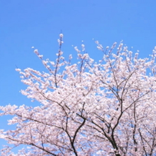 【伊豆高原さくら祭り】毎年3月下旬〜4月上旬