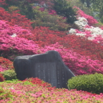 小室山公園つつじ祭り