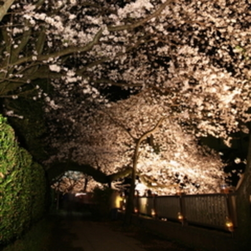 松川灯りの小径・夜桜ライトアップ