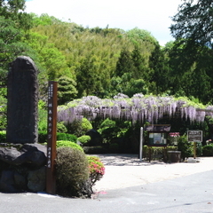 林泉寺（シーズンには藤の綺麗なお寺です）