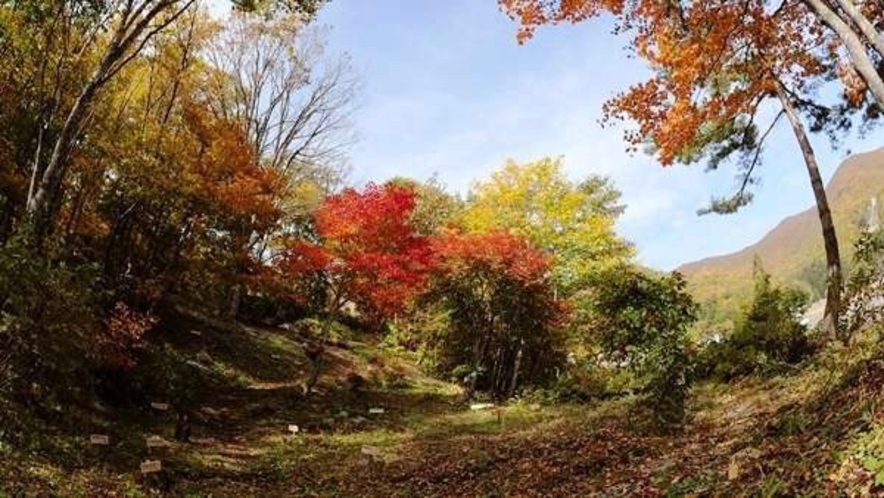 【秋】野草の小道