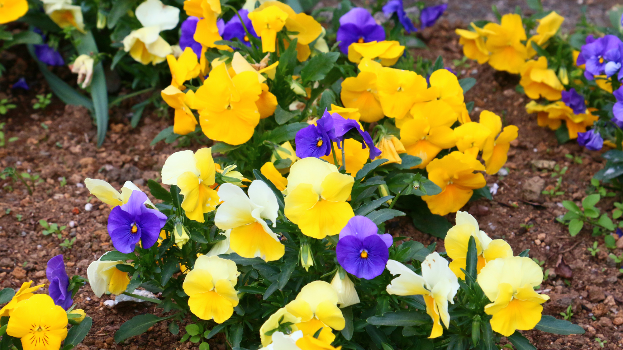 季節の花々がお出迎え