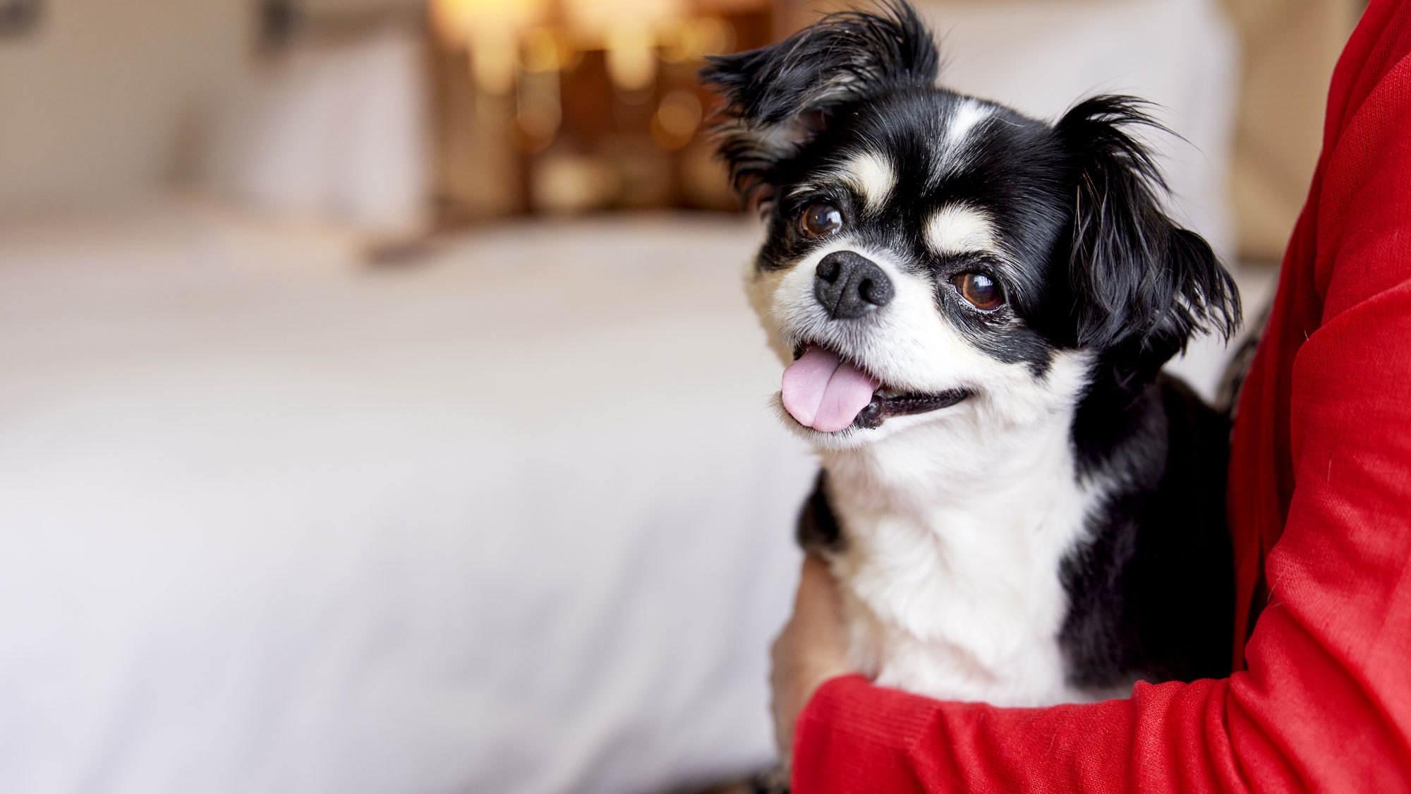 ドッグリバービューツイン(川側・38平米・禁煙)