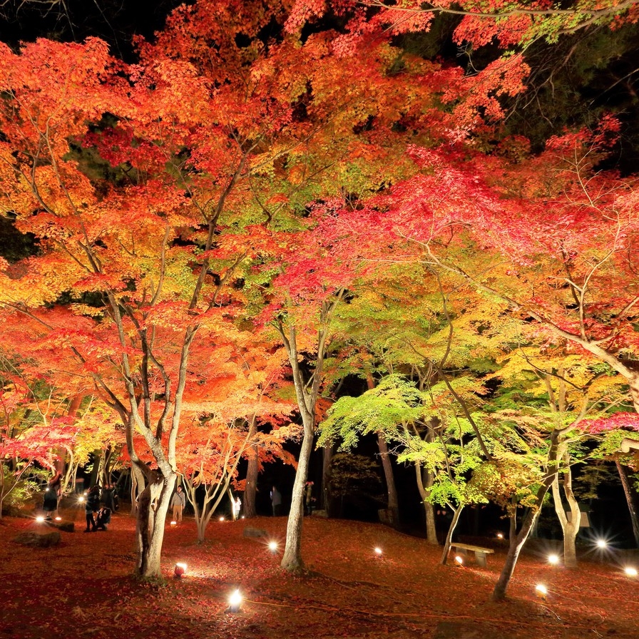 【期間限定・紅葉ライトアップ送迎付プラン】☆月の石もみじ公園☆紅葉の名所「長瀞渓谷」へ♪