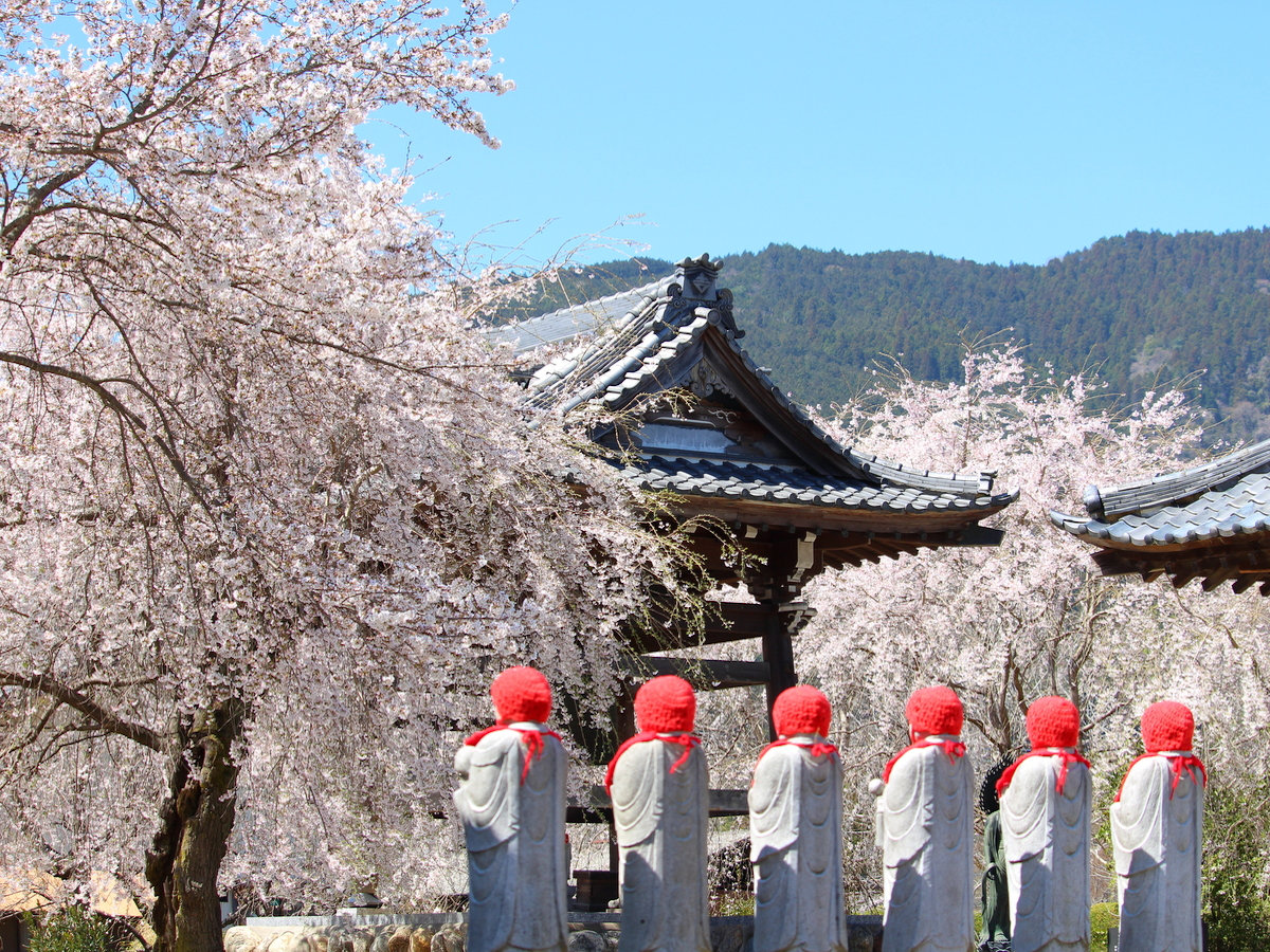 【４月】道光寺・車１０分★境内の枝垂れ桜。お地蔵さまと一緒に観賞♪３月下旬からチャンス。