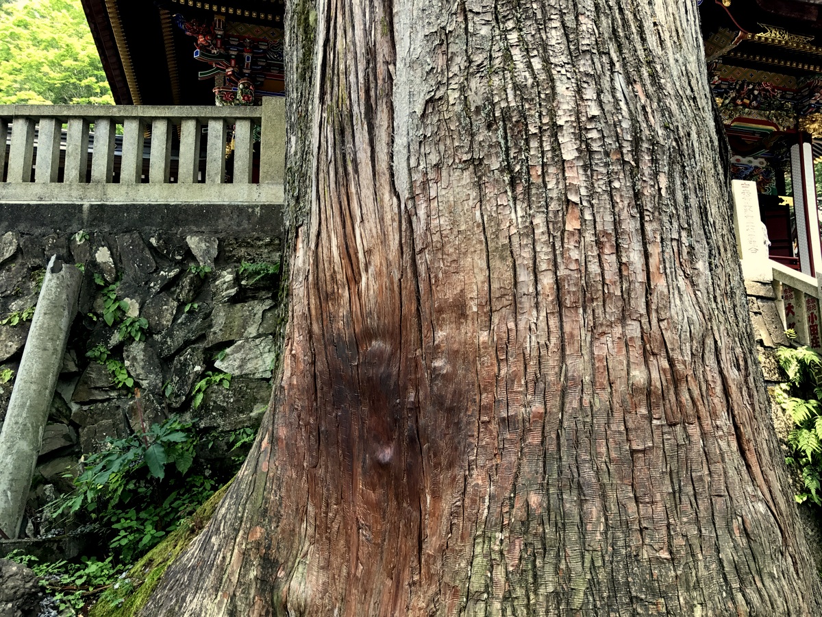 三峯神社の御神木。木に宿る力をいただける。参拝者が手を当てて祈ります。