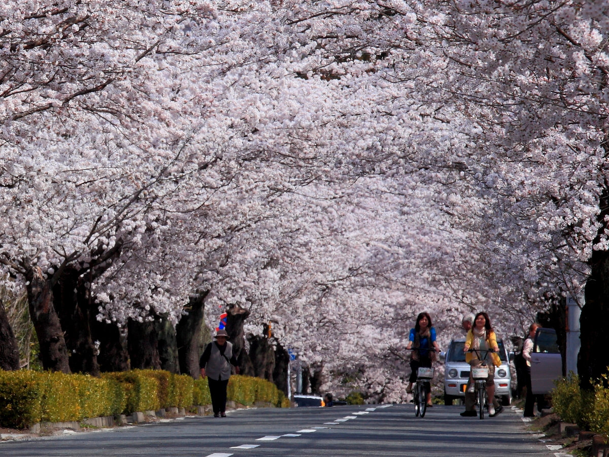 【４月】北桜通り・徒歩１分★当館よりすぐそこ、４ｋｍ６００本に及ぶ桜のトンネルは、上旬が見頃♪
