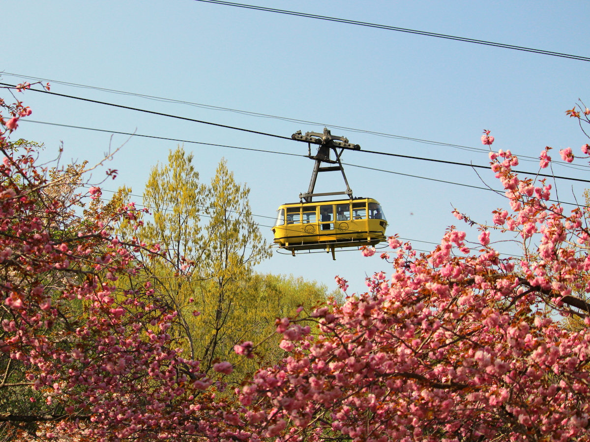 【４月】通り抜けの桜・徒歩２０分★中旬から下旬にヤエザクラが見頃。宝登山麓にある１周のコース。