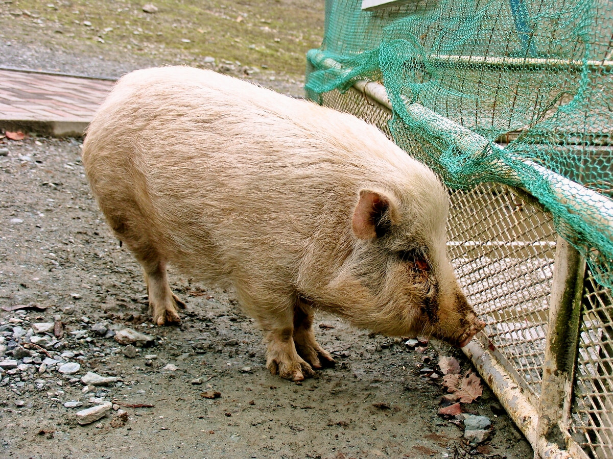 小動物公園では気軽に動物と触れ合える♪親子でお出かけください♪