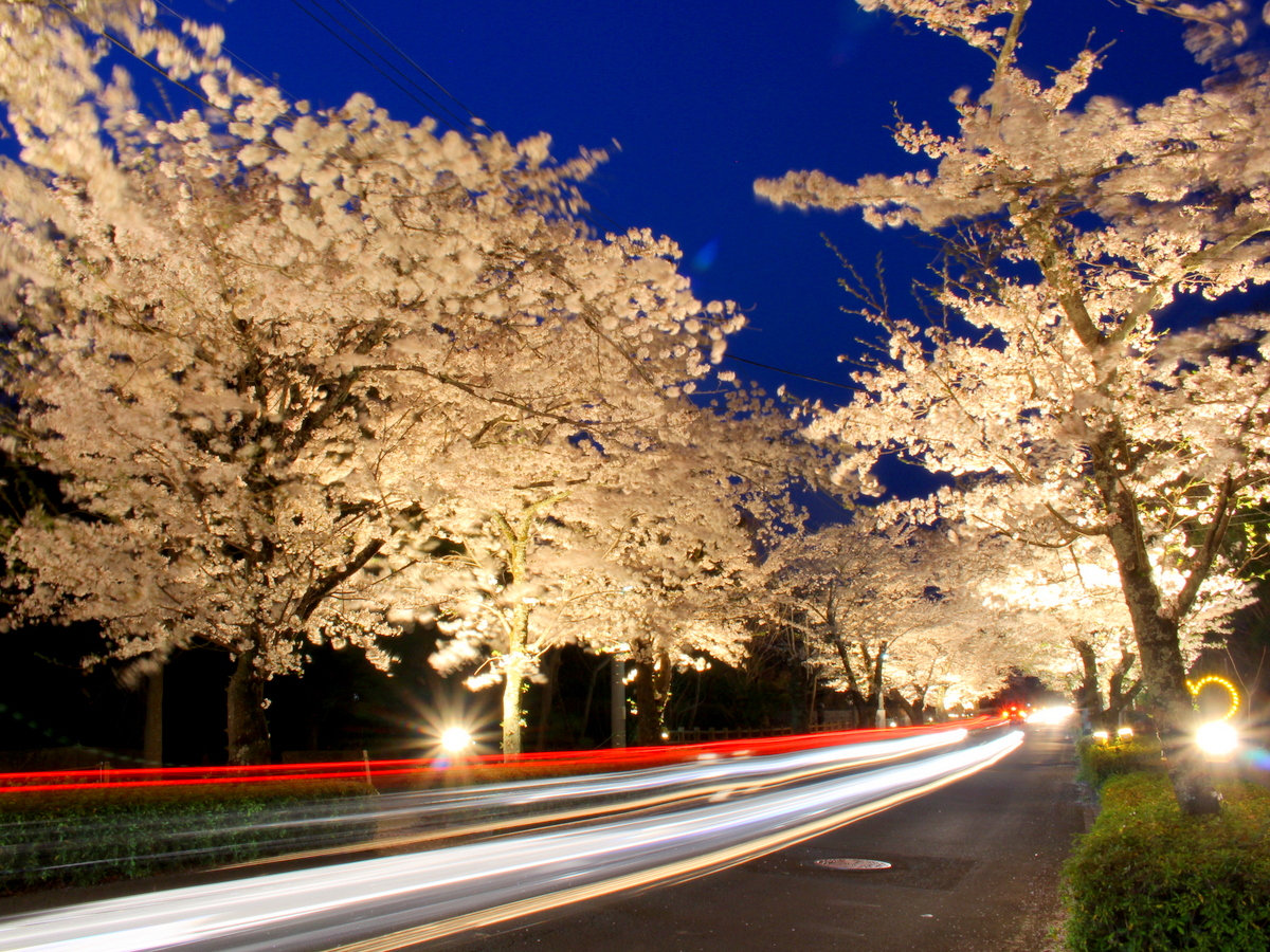 【４月】北桜通り・徒歩１分★手前部分ではライトアップも実施。夜桜観賞をどうぞ。
