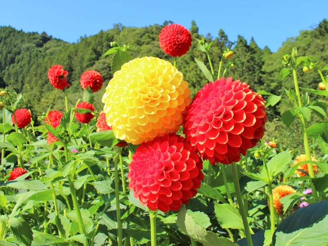 【９～１０月】小鹿野町両神のダリア園は大自然の中色とりどりの鮮やかなダリアが咲きます♪