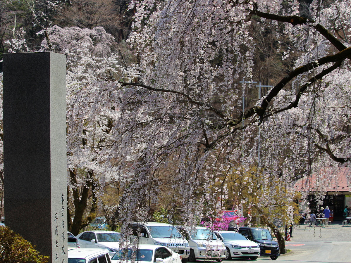 【４月】宝登山神社・徒歩１５分★隣接する玉泉寺の枝垂れ桜。山門越しに眺めるのがポイント。