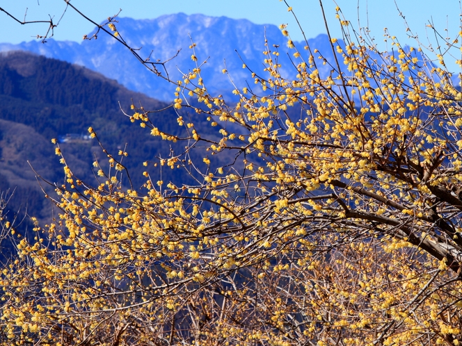 【１・２月】宝登山頂からは両神山や武甲山、さらには秩父の街並みが眺められます♪