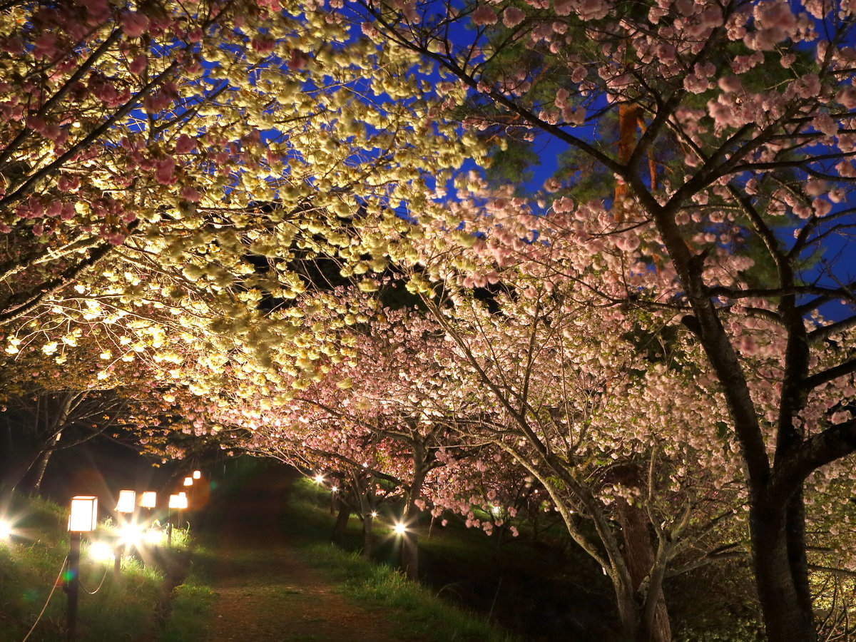【４月】通り抜けの桜・徒歩２０分★ライトアップも実施。当館からの夜桜観賞の送迎付きプランございます♪