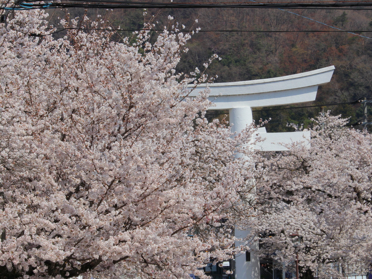 【４月】宝登山参道・徒歩５分★普段はバッチリ見える鳥居を覆い隠すほど。宝登山神社にかけての桜並木。