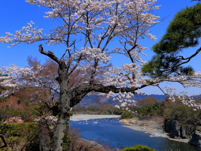 【４月】長生館庭園★桜と長瀞渓谷・荒川を同時観賞できる数少ないスポット！岩畳も望めます♪