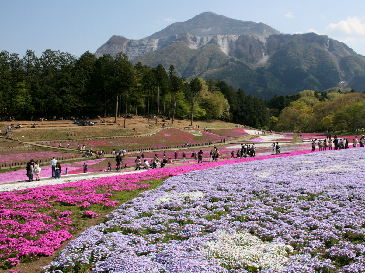 【GW】羊山公園の芝桜・車３０分以上★秩父の晩春はなんといっても芝桜！バックに武甲山が映えます♪