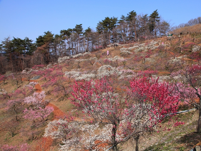 【２－３月】梅百花園では１７０種４７０本の様々な梅が見られます。