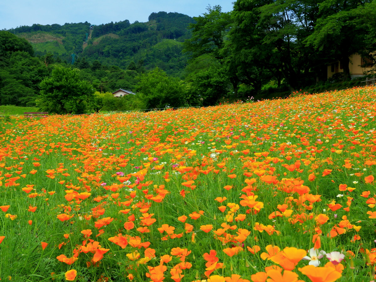 【５・６月】長瀞ハナビシソウ園・徒歩１２分★初夏のお花スポット。