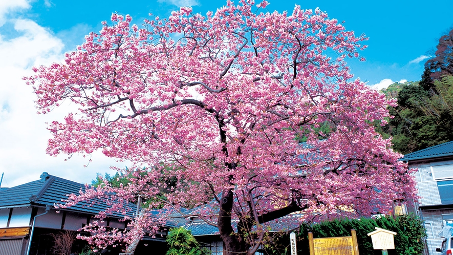 日本一早いお花見！河津桜まつりで早咲きの桜を堪能しよう♪