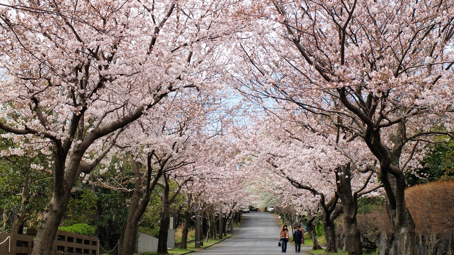 伊豆高原桜並木_例年の見頃：3月中旬～4月上旬／宿から車で約35分