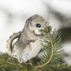 然別湖周辺は自然がいっぱい