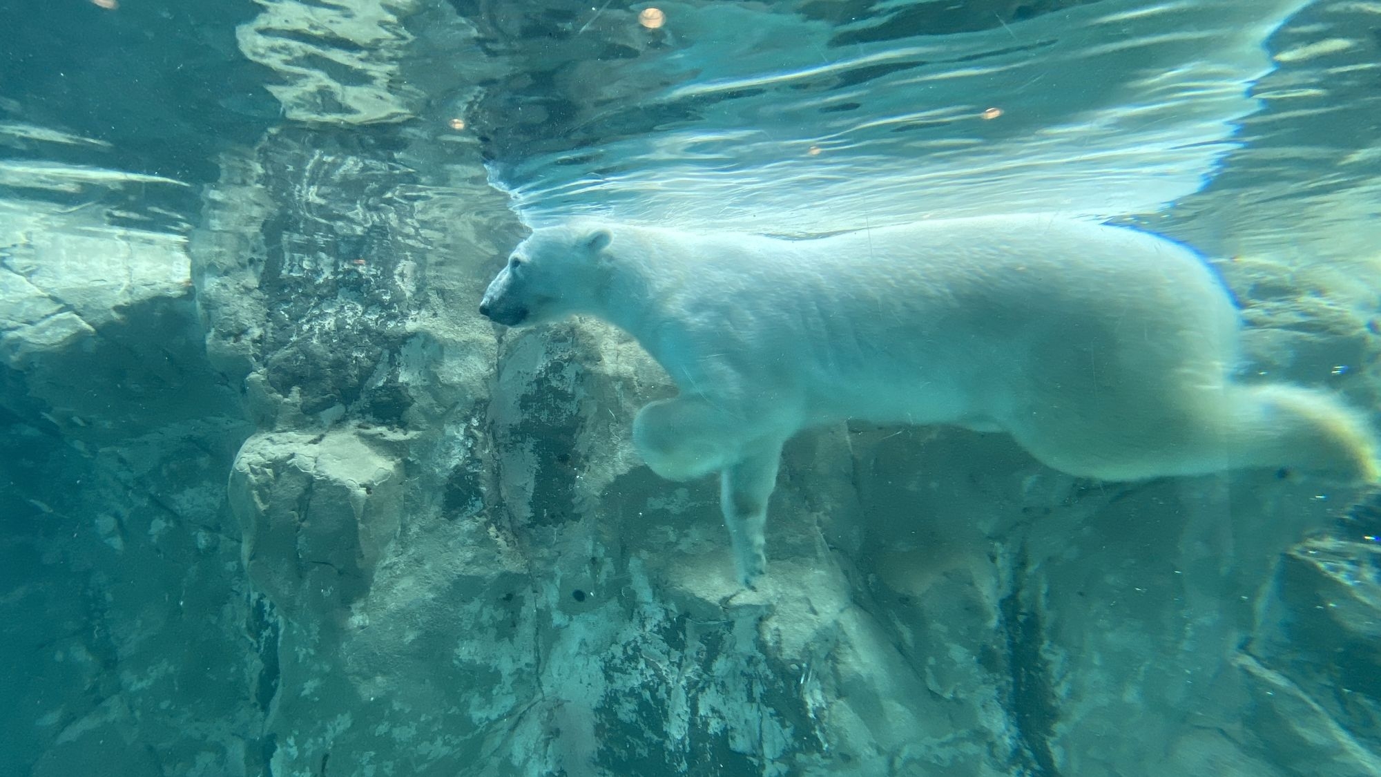 【旭山動物園入園券付き】繁華街サンロクに一番近いホテル（素泊まり・朝食無料サービス） Wi-Fi無料