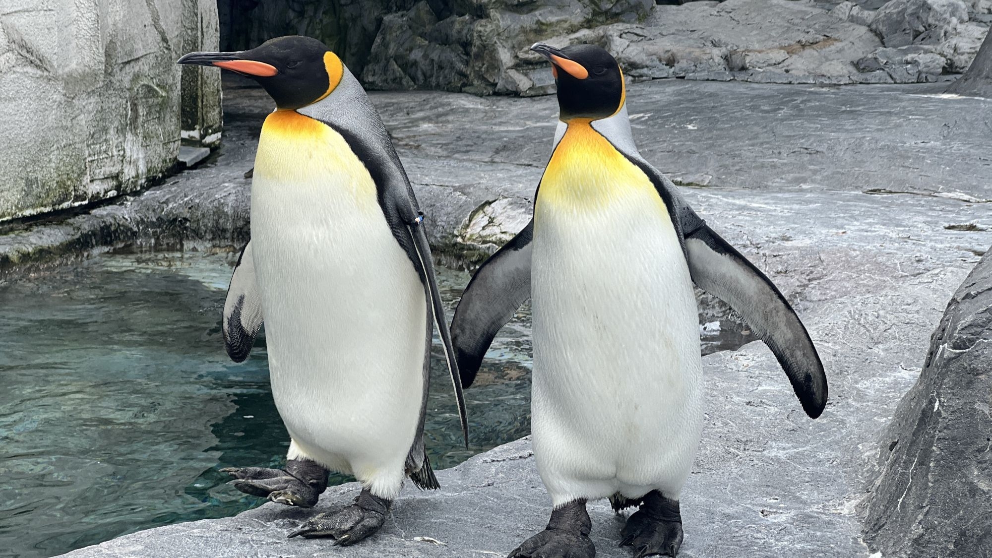 【旭山動物園入園券付き】繁華街サンロクに一番近いホテル（素泊まり・朝食無料サービス） Wi-Fi無料