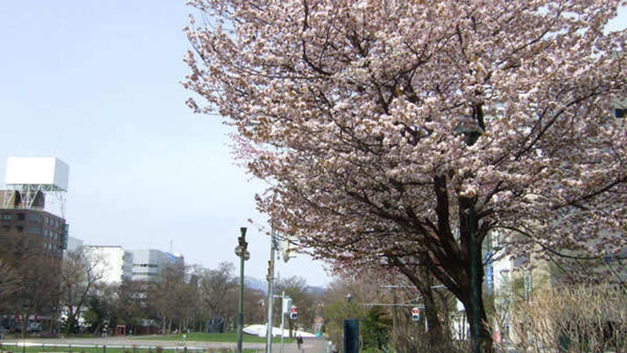 札幌大通公園の桜！ソメイヨシノやエゾヤマザクラなどが春の札幌を彩ります。