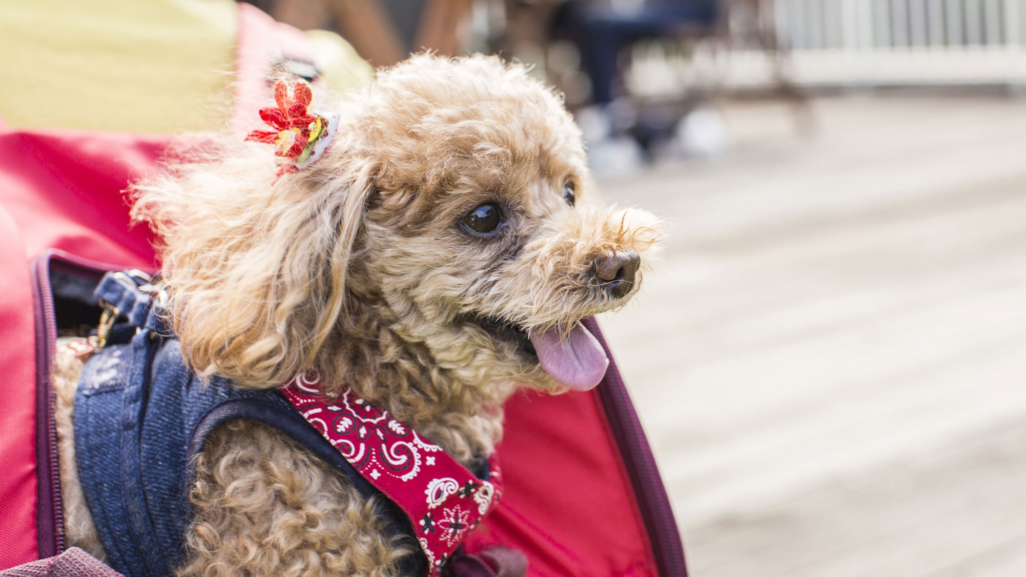 ※年末年始は特別料金※【ペット宿泊可・限定１室】料理長おまかせ和膳／ペットと泊まれるお部屋