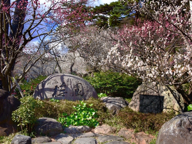 ☆【早春の熱海】「梅まつり」「桜まつり」を見に行こう！ 1泊2食バイキング　飲み放題付き！