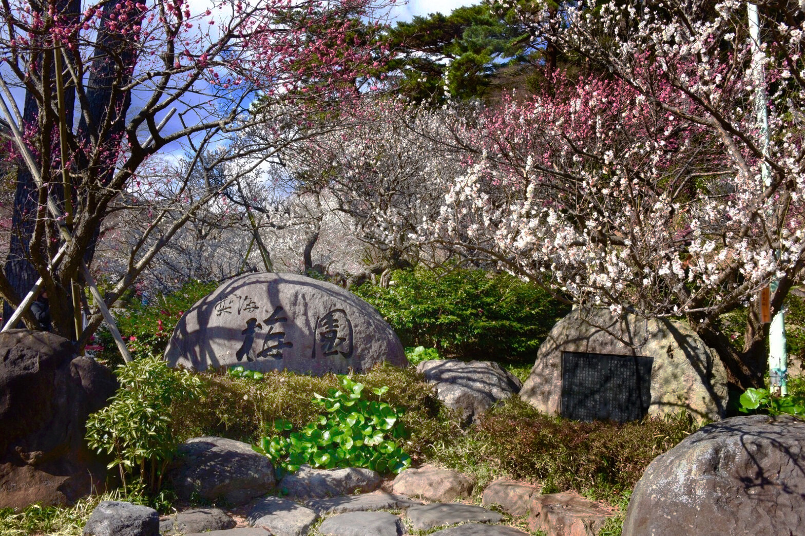 熱海梅園